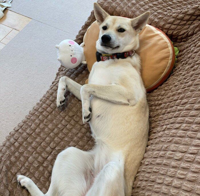 ゴロンとしておなかを見せてくれるらむねちゃん