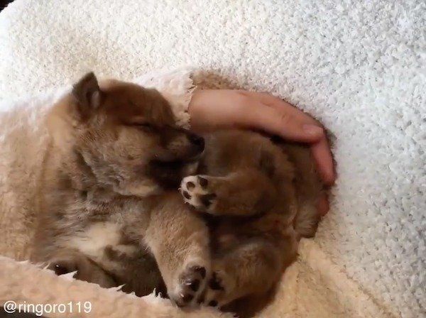 柴犬のうちの子記念日