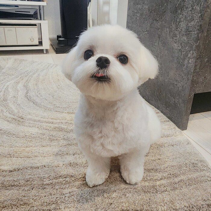 きゅるんとしたお顔がかわいいやさしいいぬちゃん