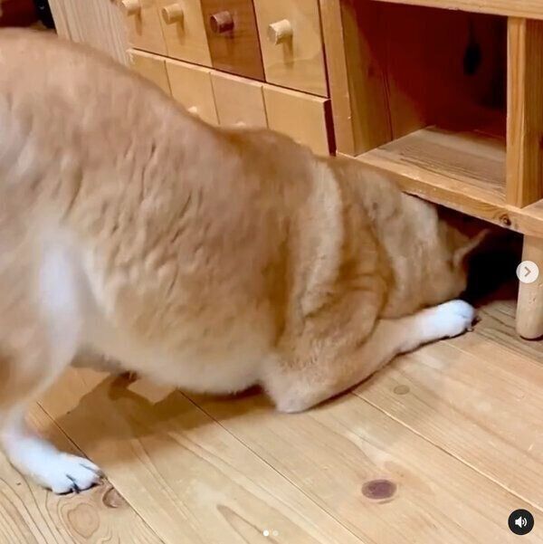 ボールを取りたいユクちゃん
