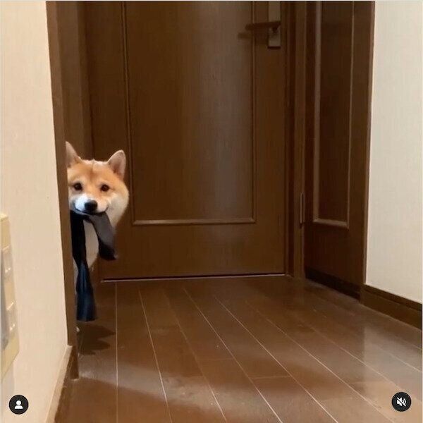 パパさんの使用済みの靴下をくわえるうにくん