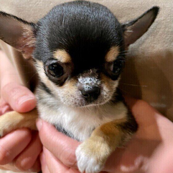 チワワのプラムちゃん