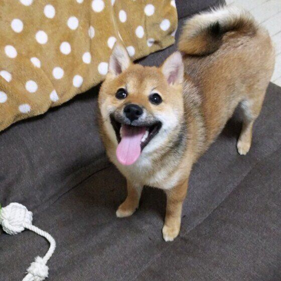 口まわりが黒い子犬の柴犬