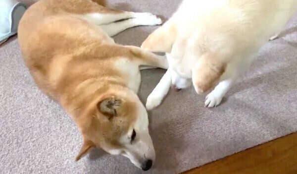モモちゃんを触るたおるくん