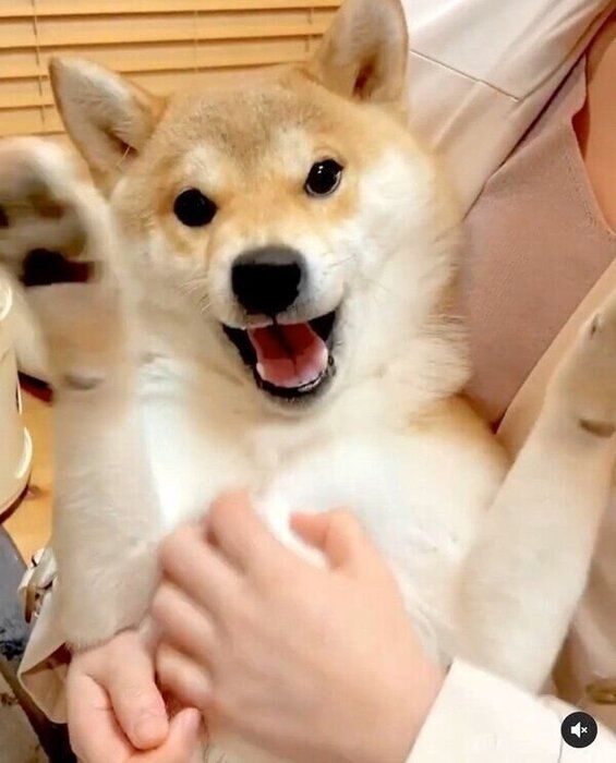 マッサージ中に口が開いてしまうユクちゃん
