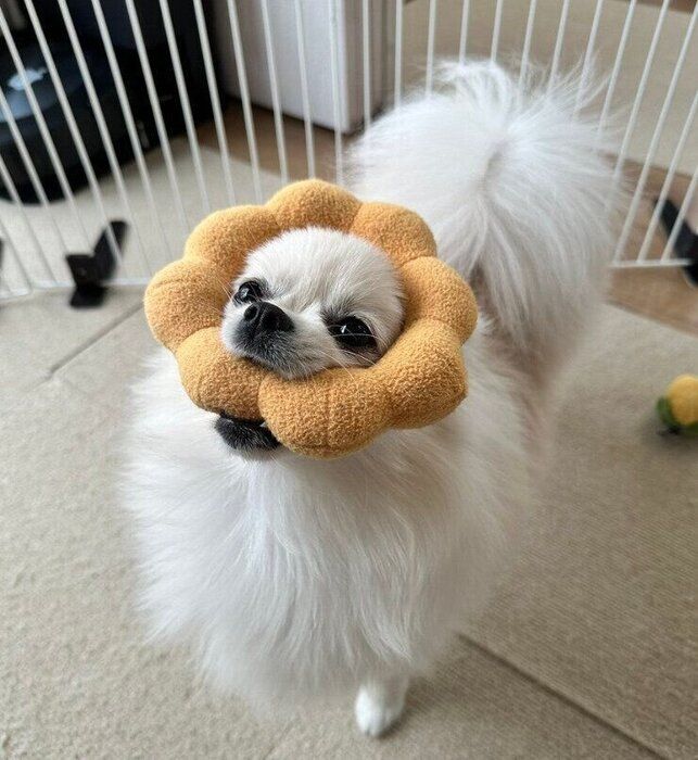 おもちゃをくわえるおろちちゃん