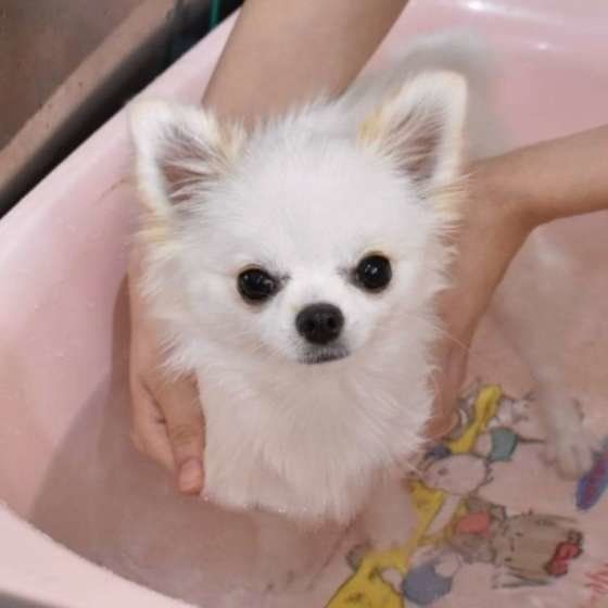 めろちゃん