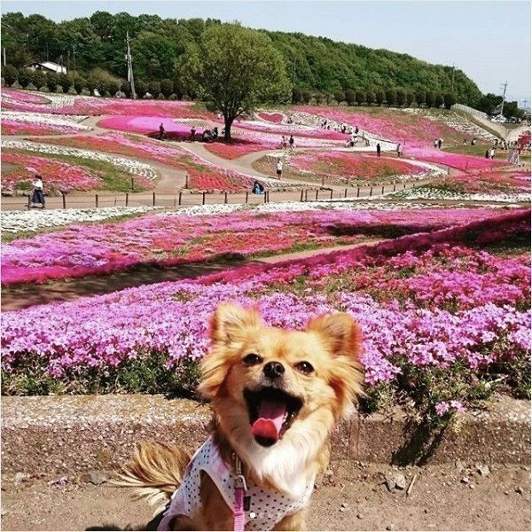 ワンコと旅行