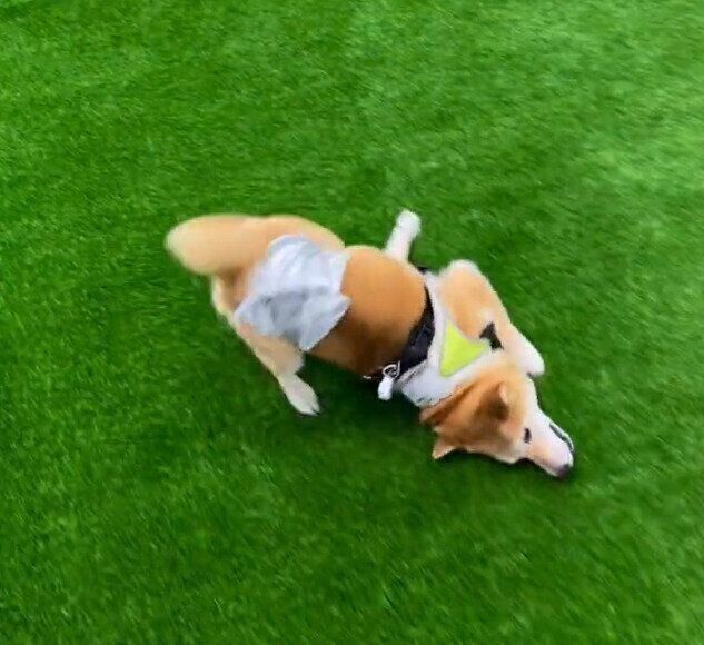 スリスリ…」初めての人工芝ドッグランでの愛犬の遊び方が「最高に