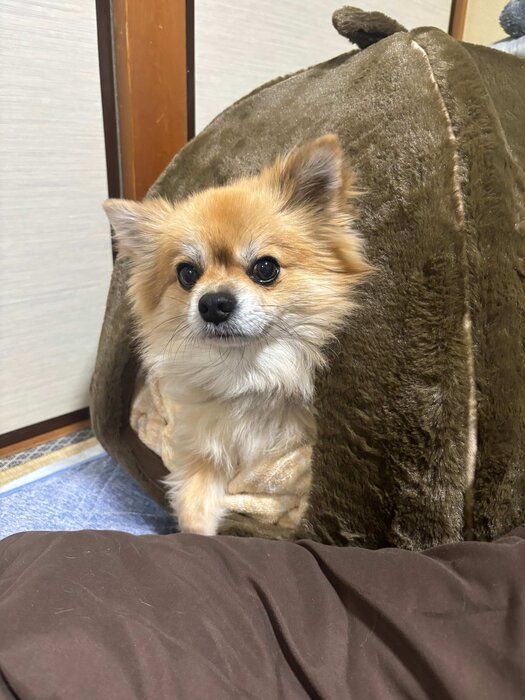 ペットベッドに入る犬
