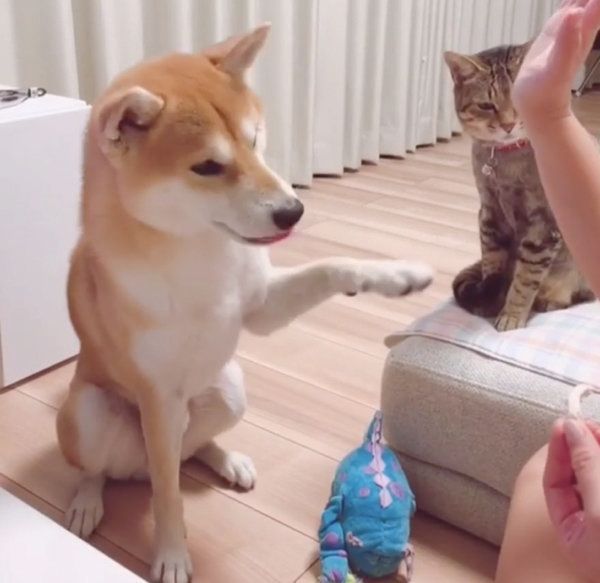 おやつがほしい柴犬