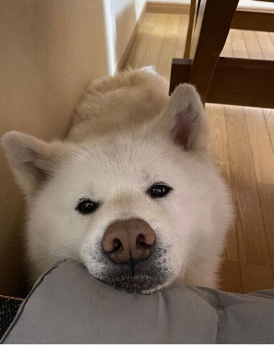 椅子にあごのせする秋田犬