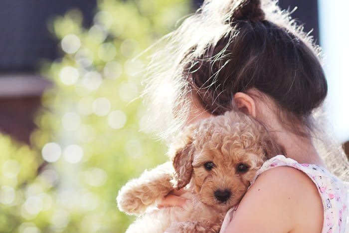 犬と女の子