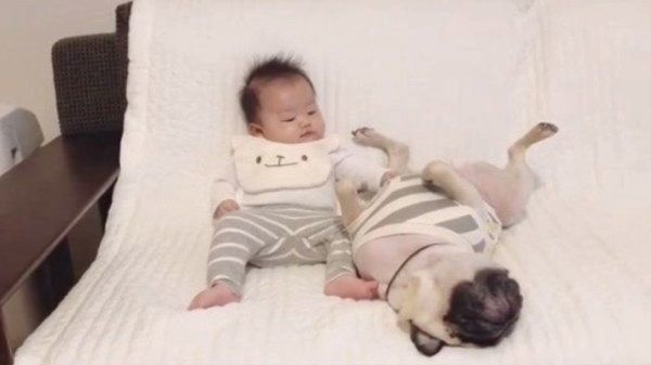 パグのおまめちゃんと弟くん
