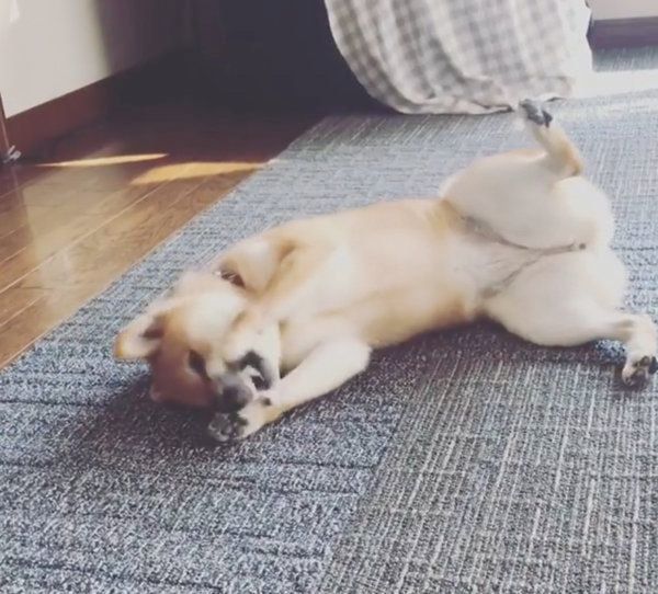 豆柴のはなちゃん