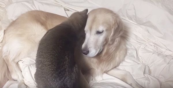猫とゴールデン・レトリーバー