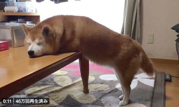 不思議な体勢で眠るロペさん