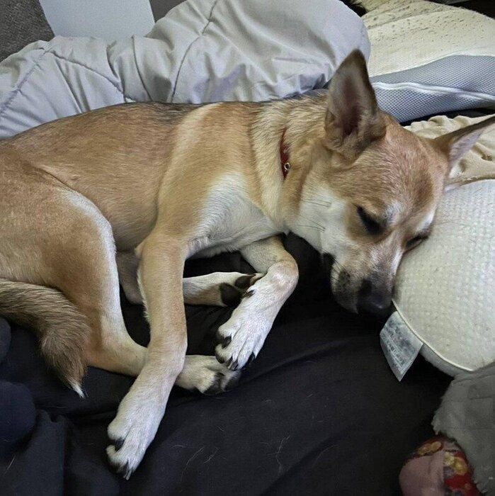 寝室がとても好きになって入り浸っているという犬