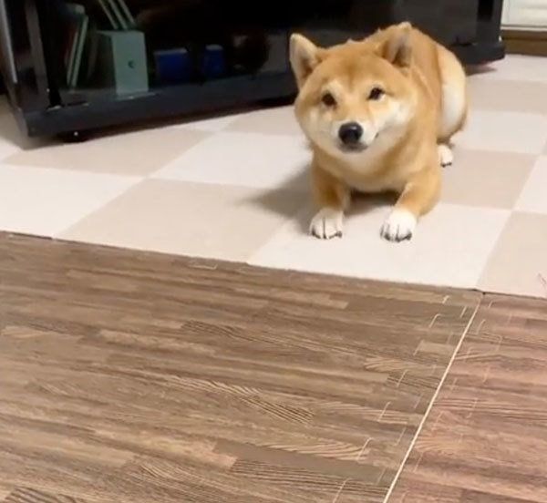 ごはんが欲しくて後ずさりする豆柴