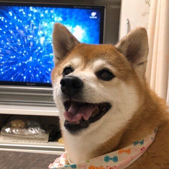 柴・くうちゃん・テレビの前で