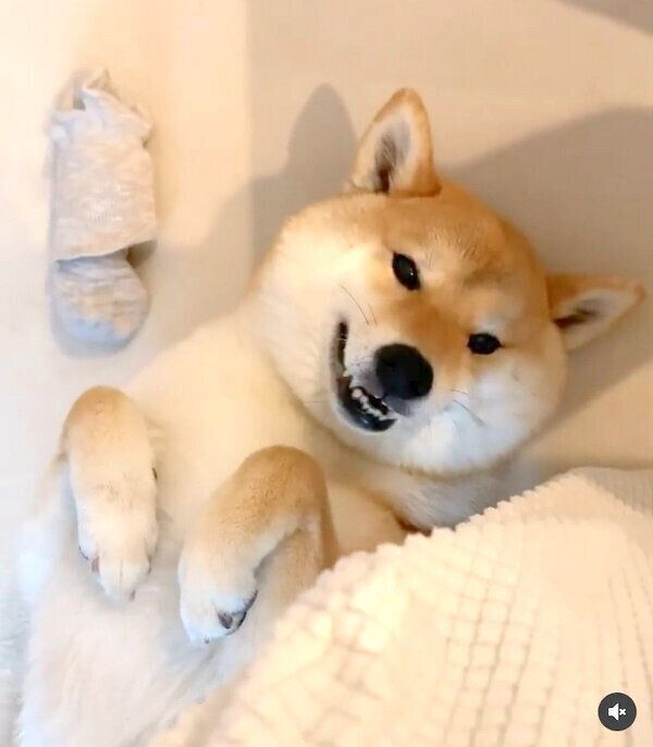 靴下を盗む味噌ちゃん