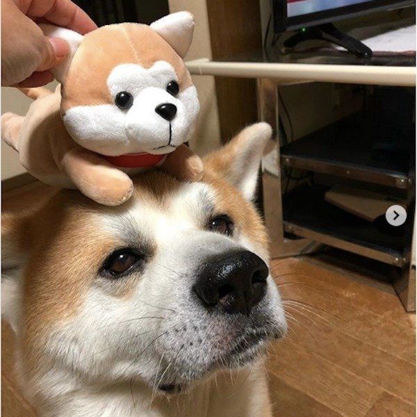 秋田犬