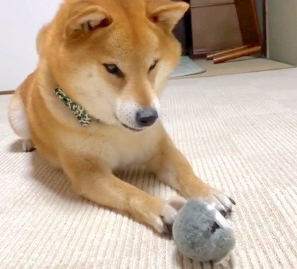 ねずみのおもちゃで遊ぶ福くん