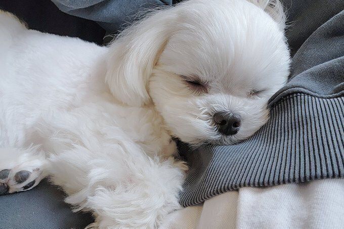 別の日　飼い主さんにくっついて眠る様子