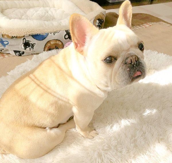 元繁殖犬・フレンチ・ブルドッグのもなちゃん