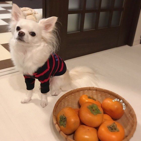 犬と柿