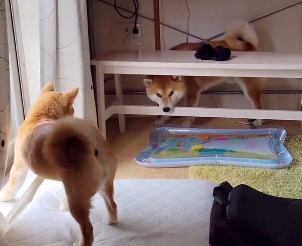 柴犬が好き 81xkkVFEyTL.jpg