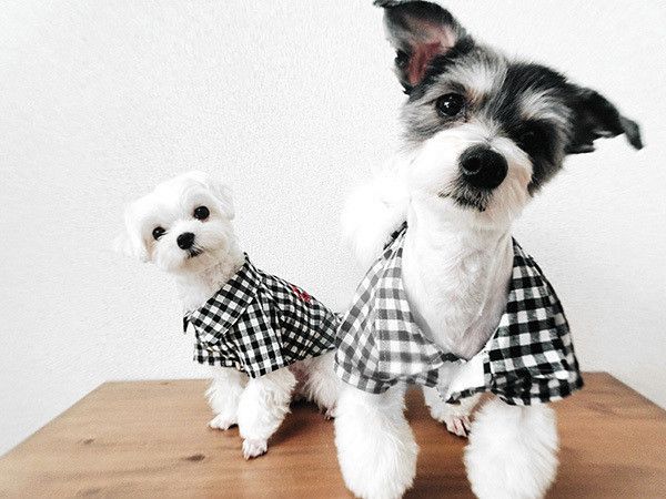 洋服を着る犬