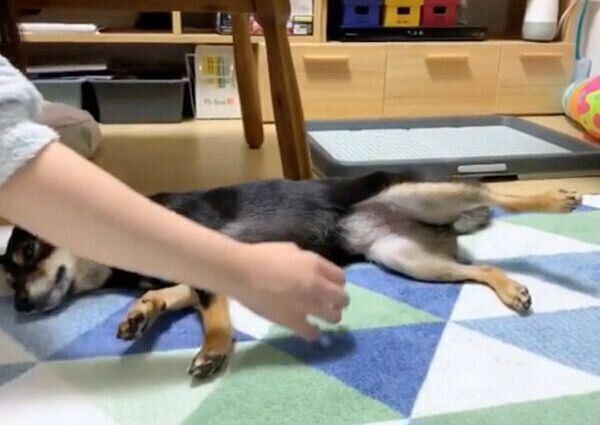 お腹を撫でられると足が上がってしまうあずきちゃん