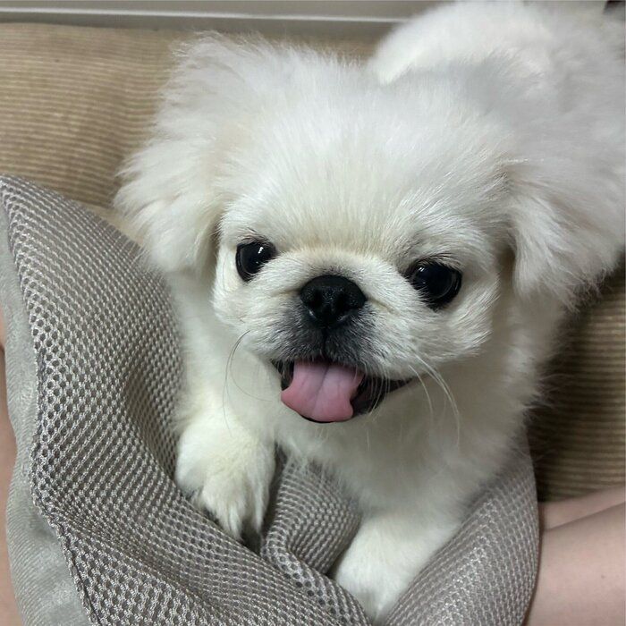 笑顔が可愛いもち吉くん