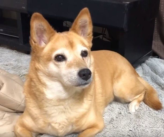 見守る犬