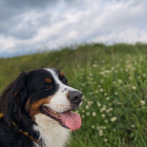 命を助けてくれる供血犬ってどんな犬? いぬのきもち