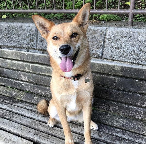 見つめる犬
