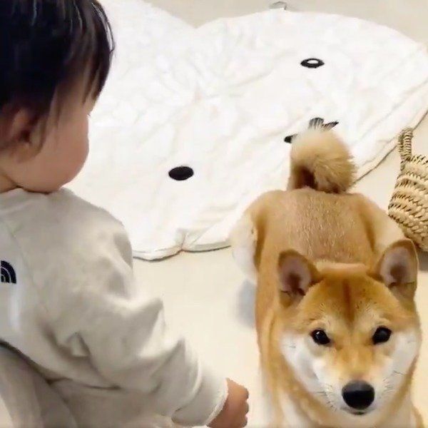妹ちゃんに「よしよし」されるりんご郎くん