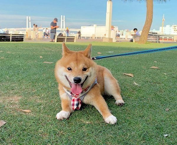 芝生で遊ぶ豆柴