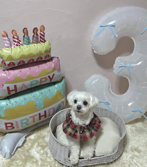 3才の誕生日をお祝いされている犬