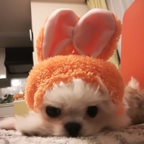 うさ耳犬