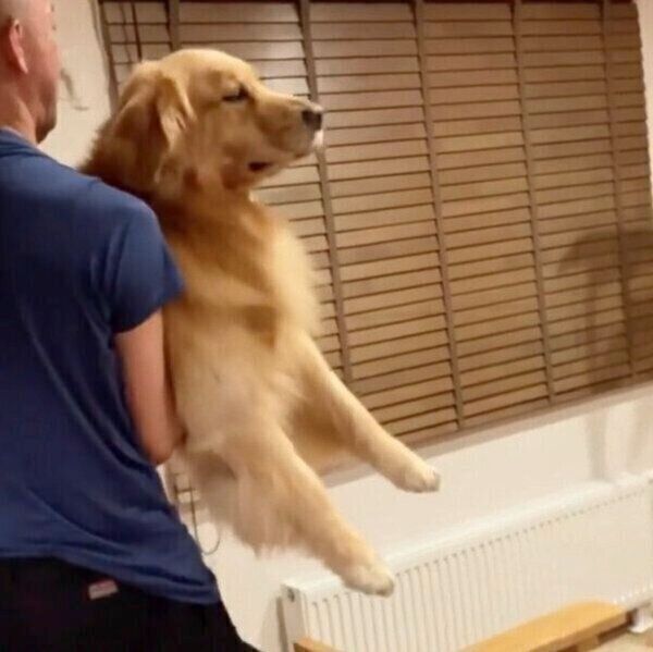 パパさんに捕まったモッシュくん