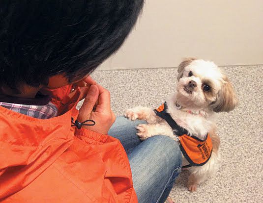 聴導犬