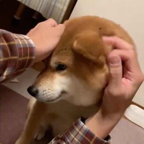 マッサージを受ける銀次くん