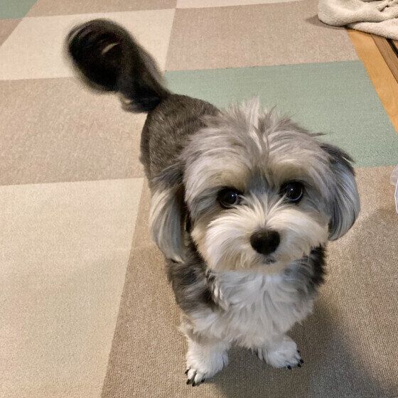 飼い主さんと目が合うと尻尾を振るワンちゃん