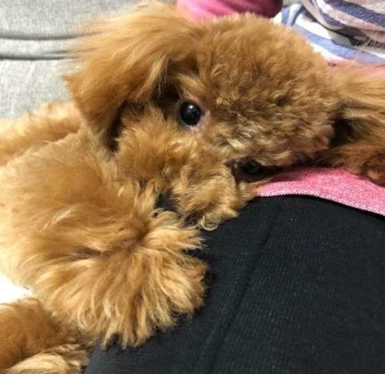 飼い主さんに甘えるラルフくん