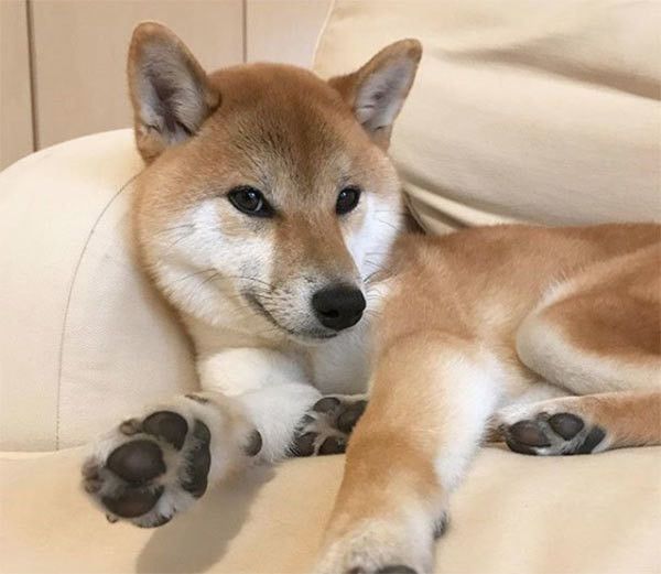 見つめる柴犬