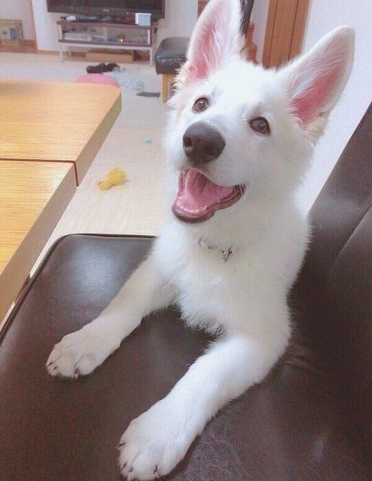 生後4カ月のモフちゃん
