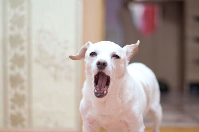 白い犬