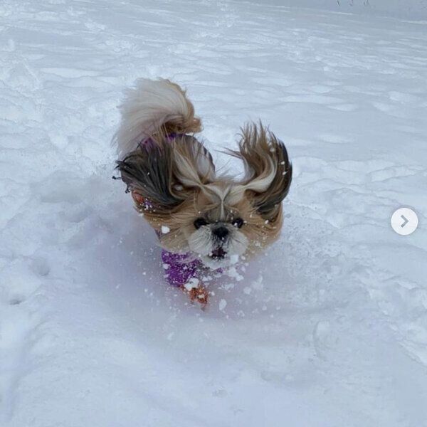 雪を見てテンション爆上がりのコロンちゃん